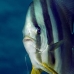 batfish_longfin_db_v_0705_png2239.jpg